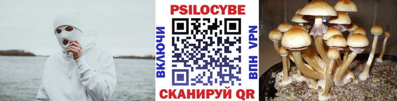Галлюциногенные грибы Psilocybe  Закаменск 